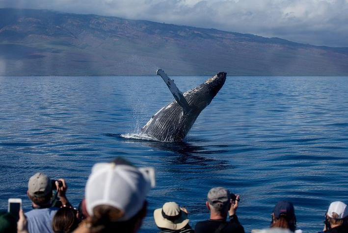 whale watching in lahaina